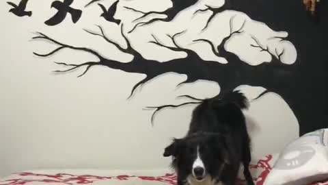 Crazy Border Collie