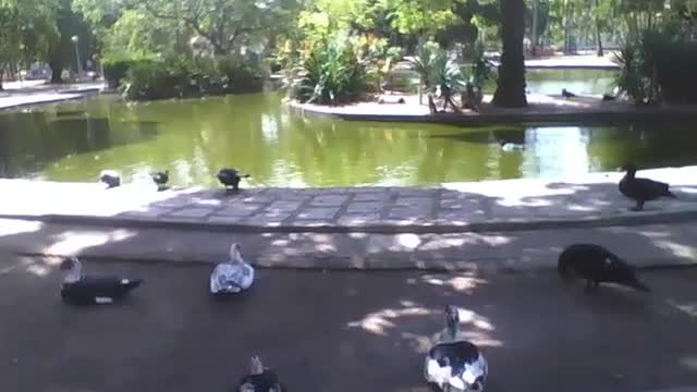 Patos e cisnes relaxam, e aproveitam a tarde de frente para o lago no parque [Nature & Animals]