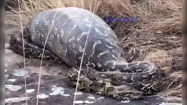 Lion and Python fight a most watch Demetrius attach