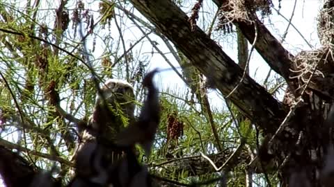 Mother and baby owls