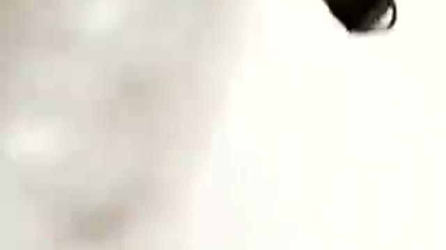 .new cat video best for ever