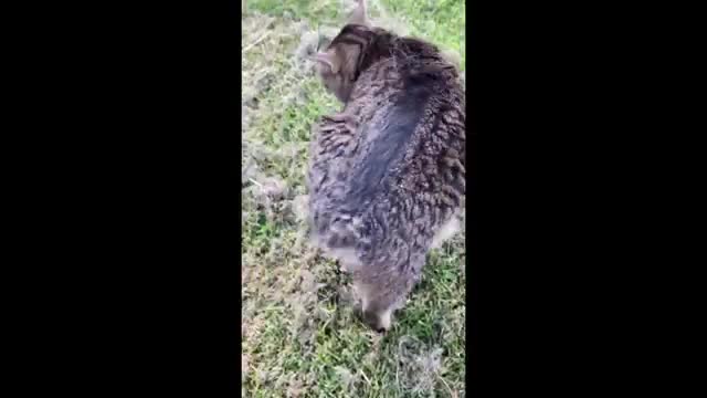 German Shepherd makes. Friend with a chunkey cat