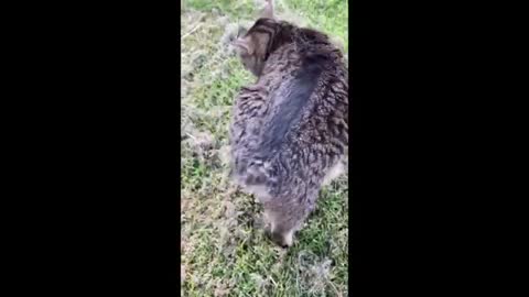 German Shepherd makes. Friend with a chunkey cat