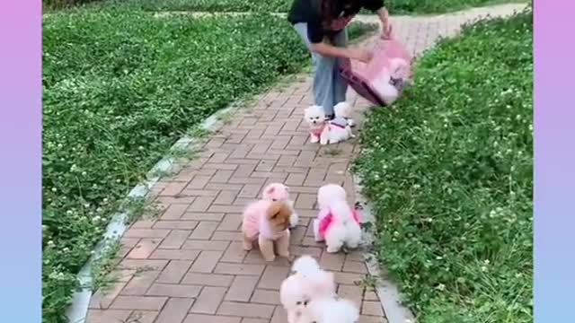 One cage, eight puppies.