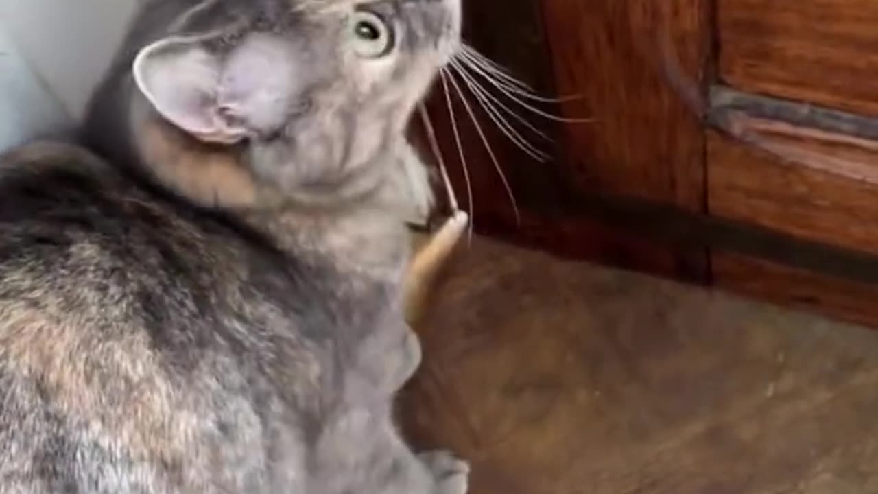 Funny Animals videos