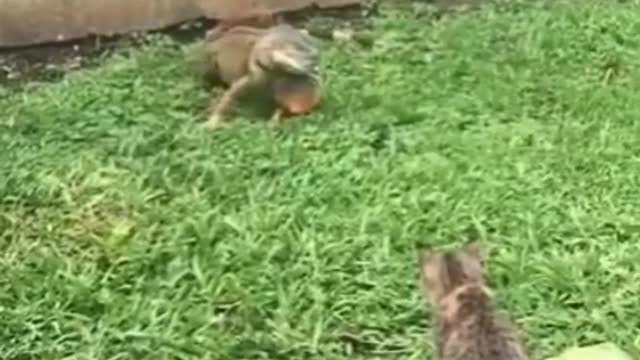 lizard scares the cat! cat locks another one in the box