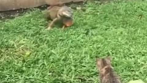 lizard scares the cat! cat locks another one in the box