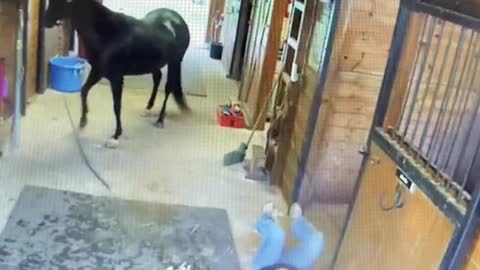 Horse Freaks Out During Haircut