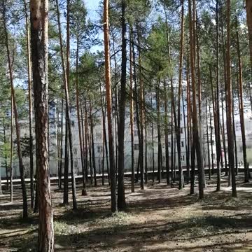 Beautiful forest in the park.