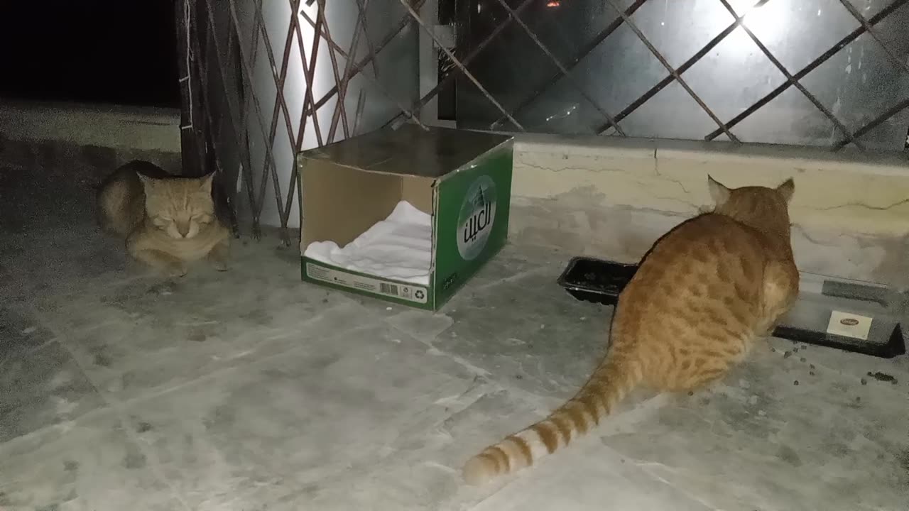 Homeless cats in UAE, Ras Al Khaimah: CHRIS MARTIN & ED SHEERAN #cat #cats #ChrisMartin #EdSheeran