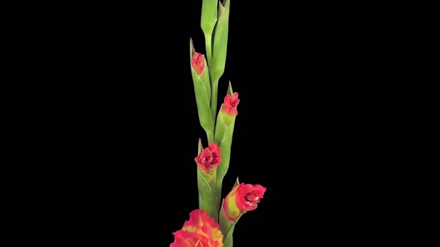 GLADIOLUS FLOWERS BLOOMING TIME-LAPSE