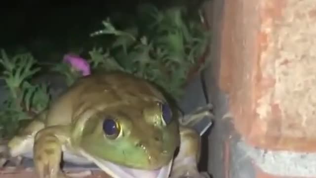 Frog gets mad when dog touches him!