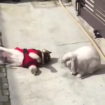 Puppy teasing rabbit