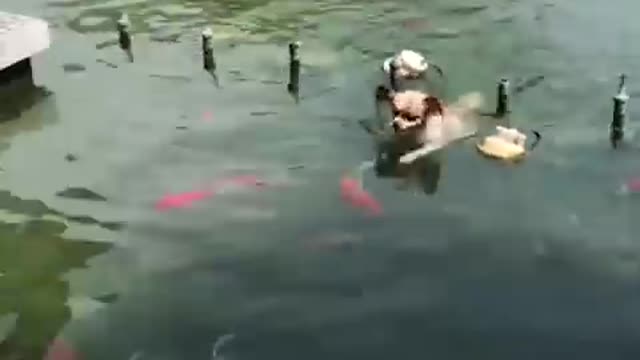 Dog Funniest Scence New