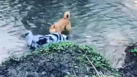 Dogs take time out to play in the water