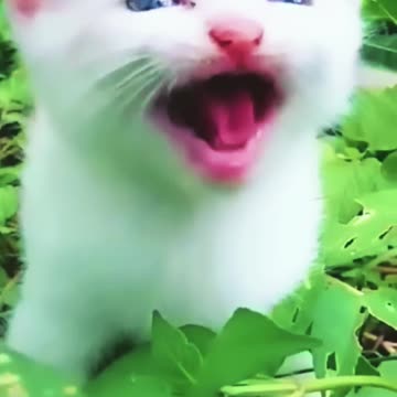 Cat Meowing🌹🐈🐈🌹_Cat Sound_ Cute Cat Videos 10m view