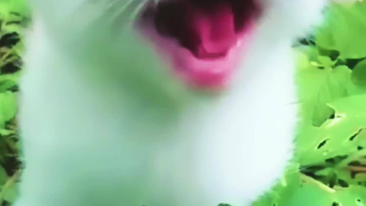 Cat Meowing๐น๐๐๐น_Cat Sound_ Cute Cat Videos 10m view