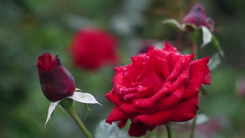 Red Roses