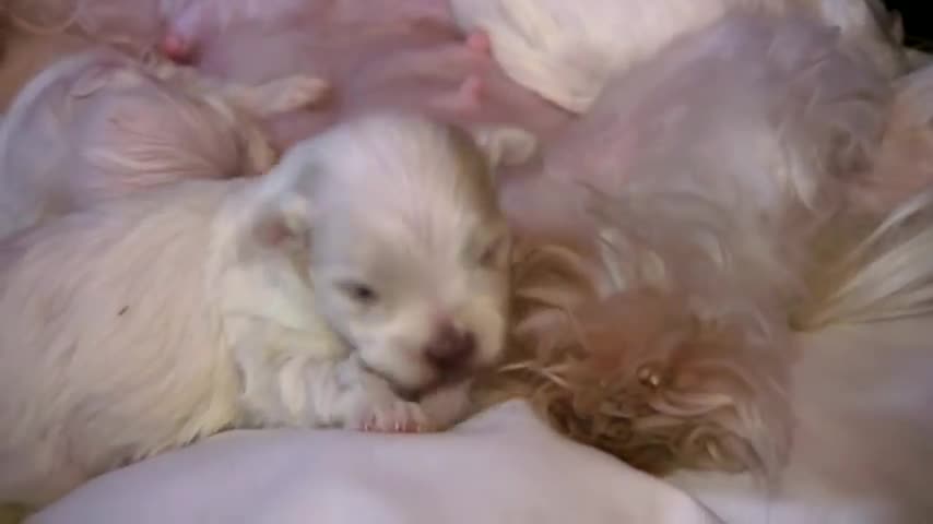 Maltese Puppies 2 weeks (old)