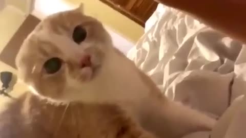 Cat doesn't recognize owner because of face mask