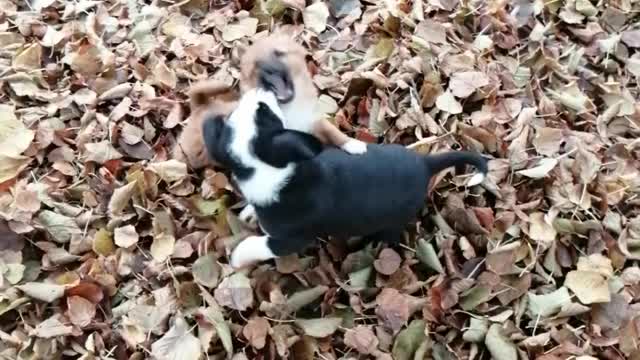 Puppies playing🐶
