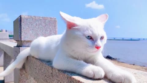 cute cat in summer