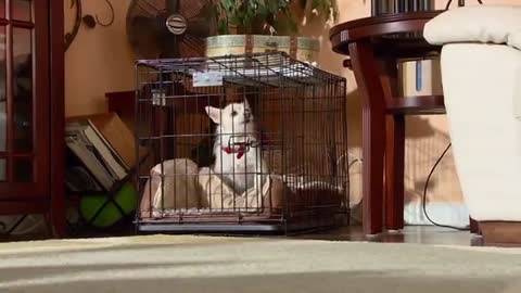 Very hard dog Has Cesar Met his Match?(Aggressive Dog)Cesar911 Shorts....