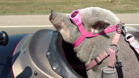 Biker Pig Baby Banks