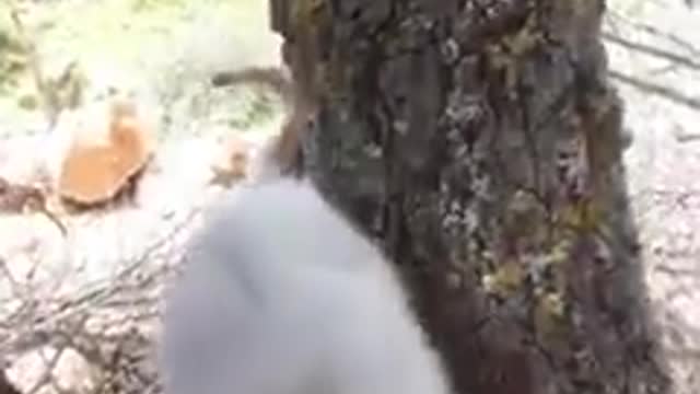 Caaaaat 🐈🐈chaaaaat 🐱🐱