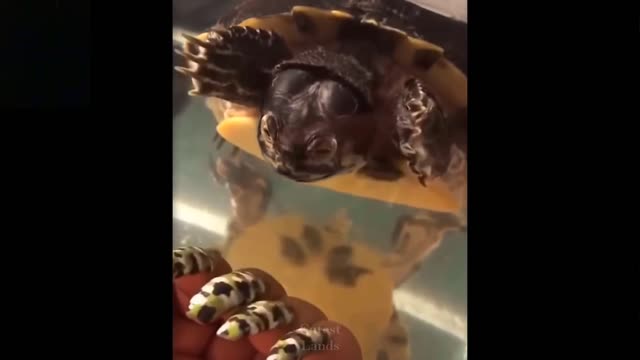 Cute And Funny Pets Compilation From 11 Cutest Lands