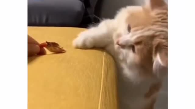 Cat funny video cute cat video