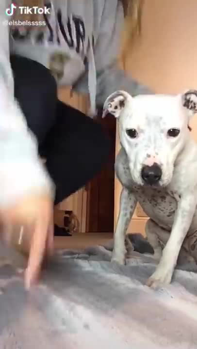 Super FUNNY DOG Videos from TikTok! #8 🐶 | Dog Lovers | SHORT & FUNNY Videos