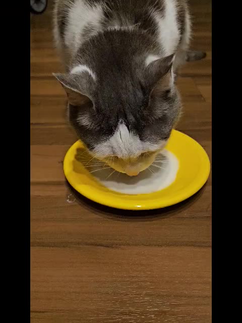 Mr. Rockythe Cat Gets Plate of Milk to Drink