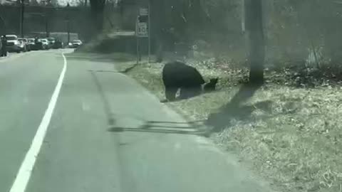 Mama Bear having problems with her Cubs