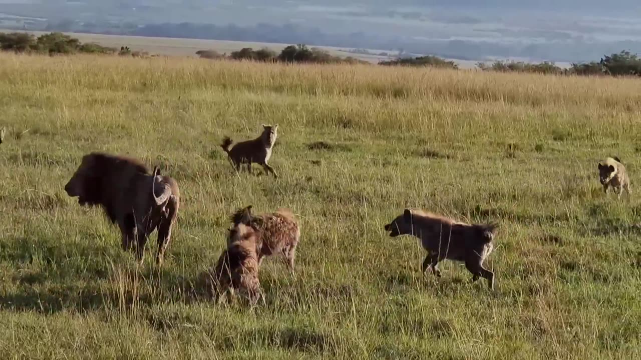 Lion King vs 30 Hyenas! Rare KILL!