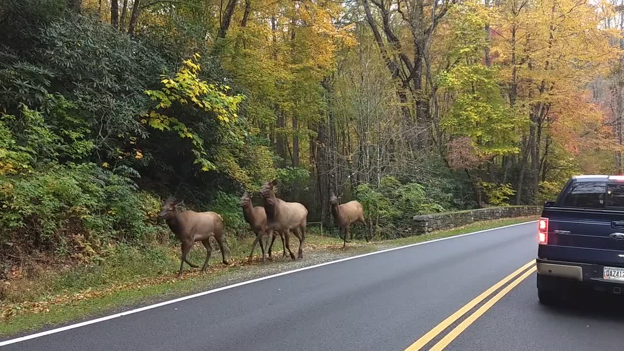 Motorcycle; Elk