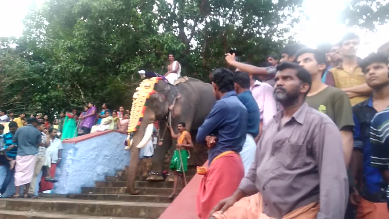 Huge Elephants going downstairs!!!