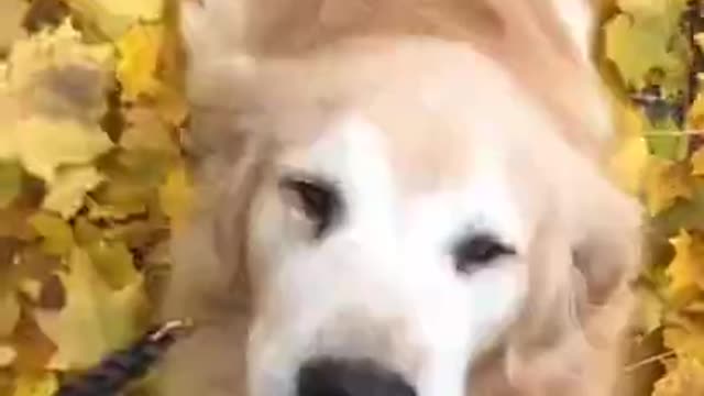 Dog funny