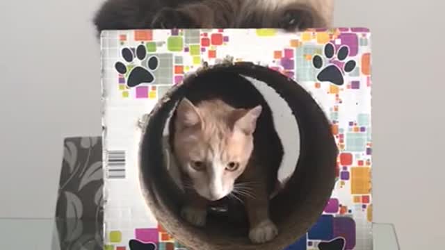 Two cats having fun in the tunnel