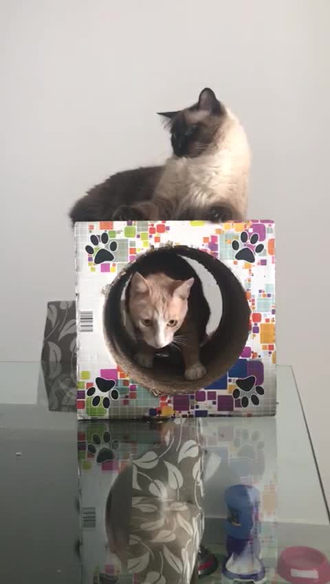 Two cats having fun in the tunnel