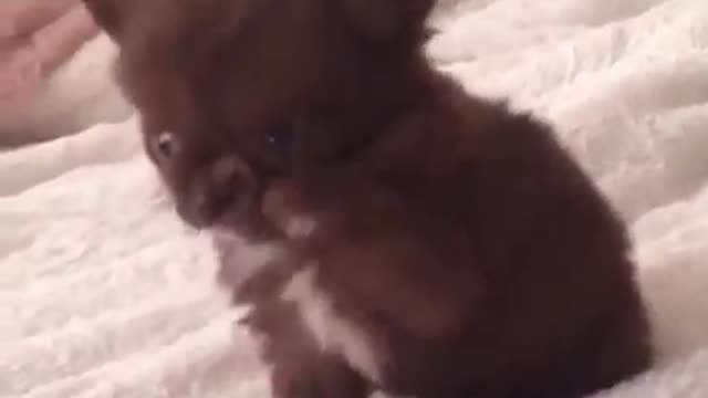 Cute furry puppy - Give Me Five