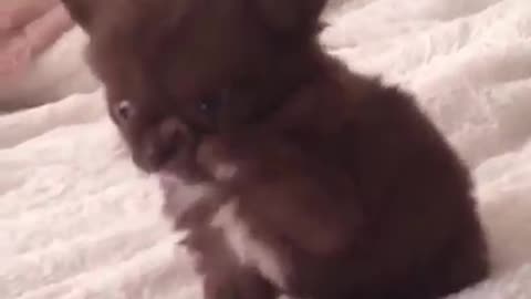 Cute furry puppy - Give Me Five