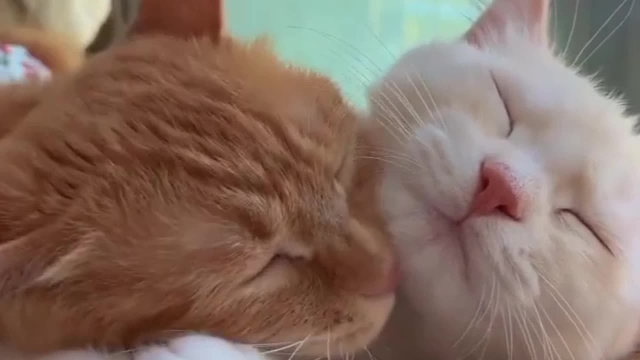 Cat video