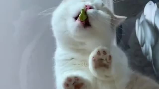 Funniest Cat Videos That Will Make You Laugh - Funny Cats and Dogs Videos