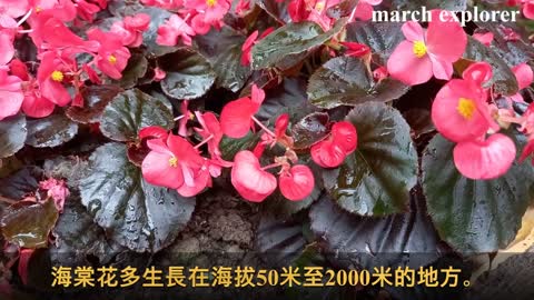 海棠花／四季秋海棠／四季海棠 Begonia, mhp1207, Mar 2021