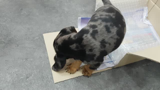 Puppy Dog Dachshund