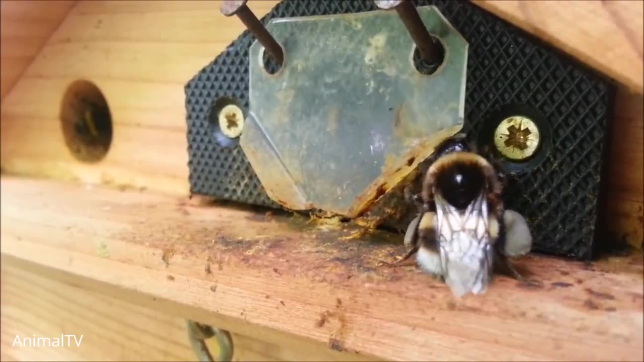 Giant Furry Bumblebees - CUTE Compilation