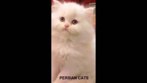 Very Cute Lovely And Sensible Persian Kitten
