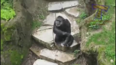 compilation of videos, funny animals making art