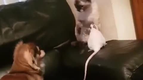 Dog Rat And Cat Play Fighting Video